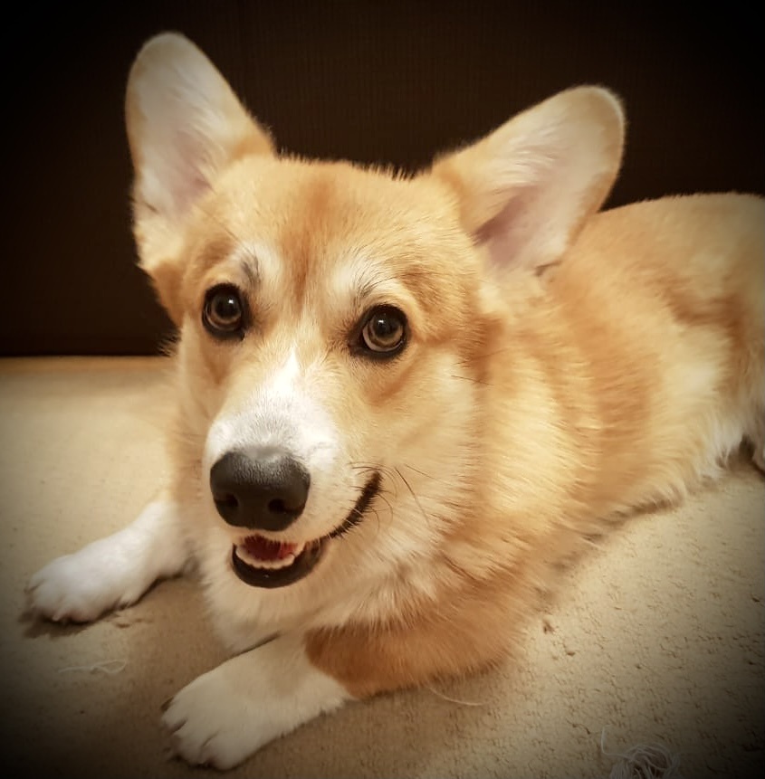 Тут видно, как я люблю своего хозяина