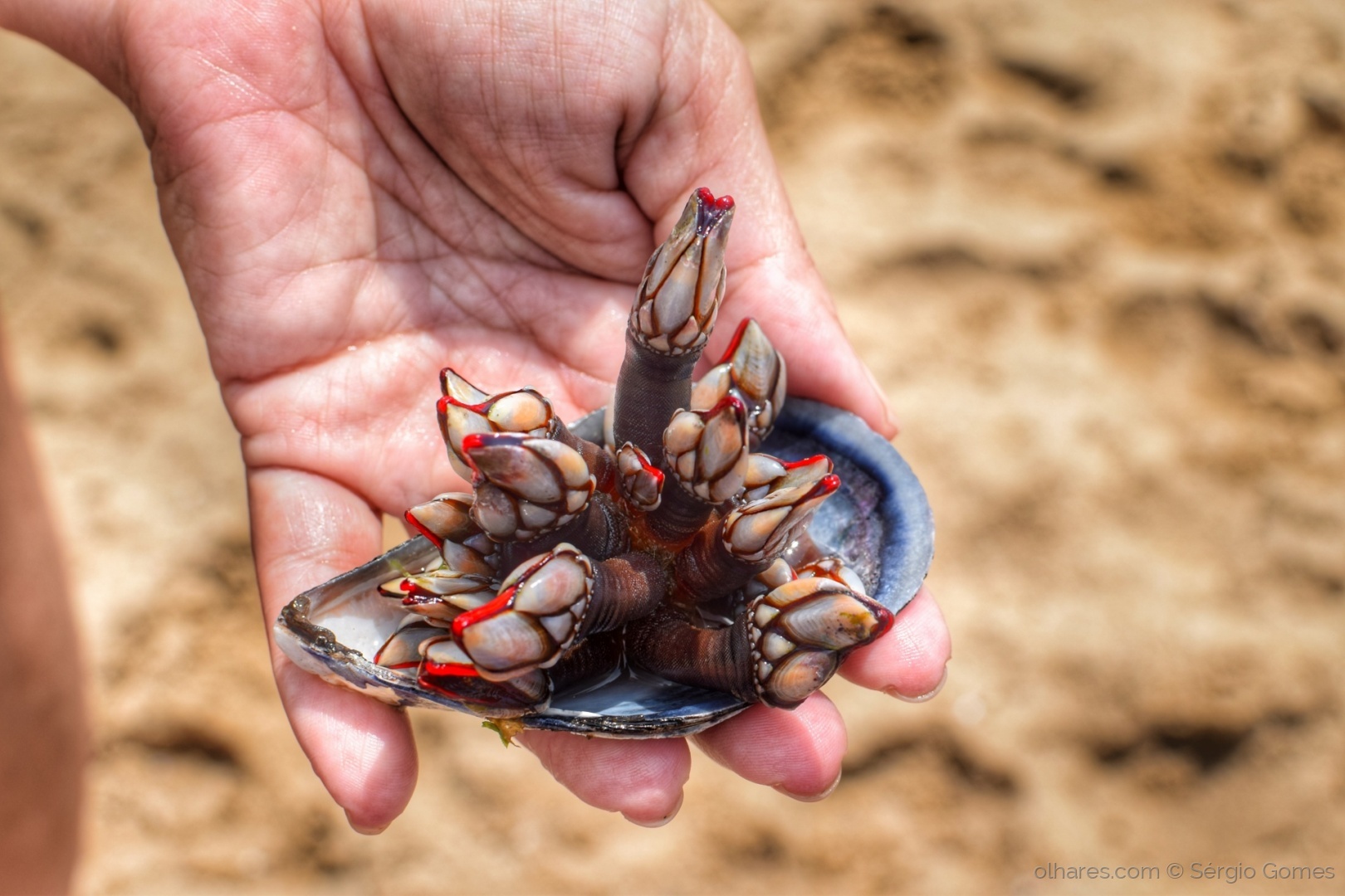 Cuanto tiempo hay que cocer los percebes