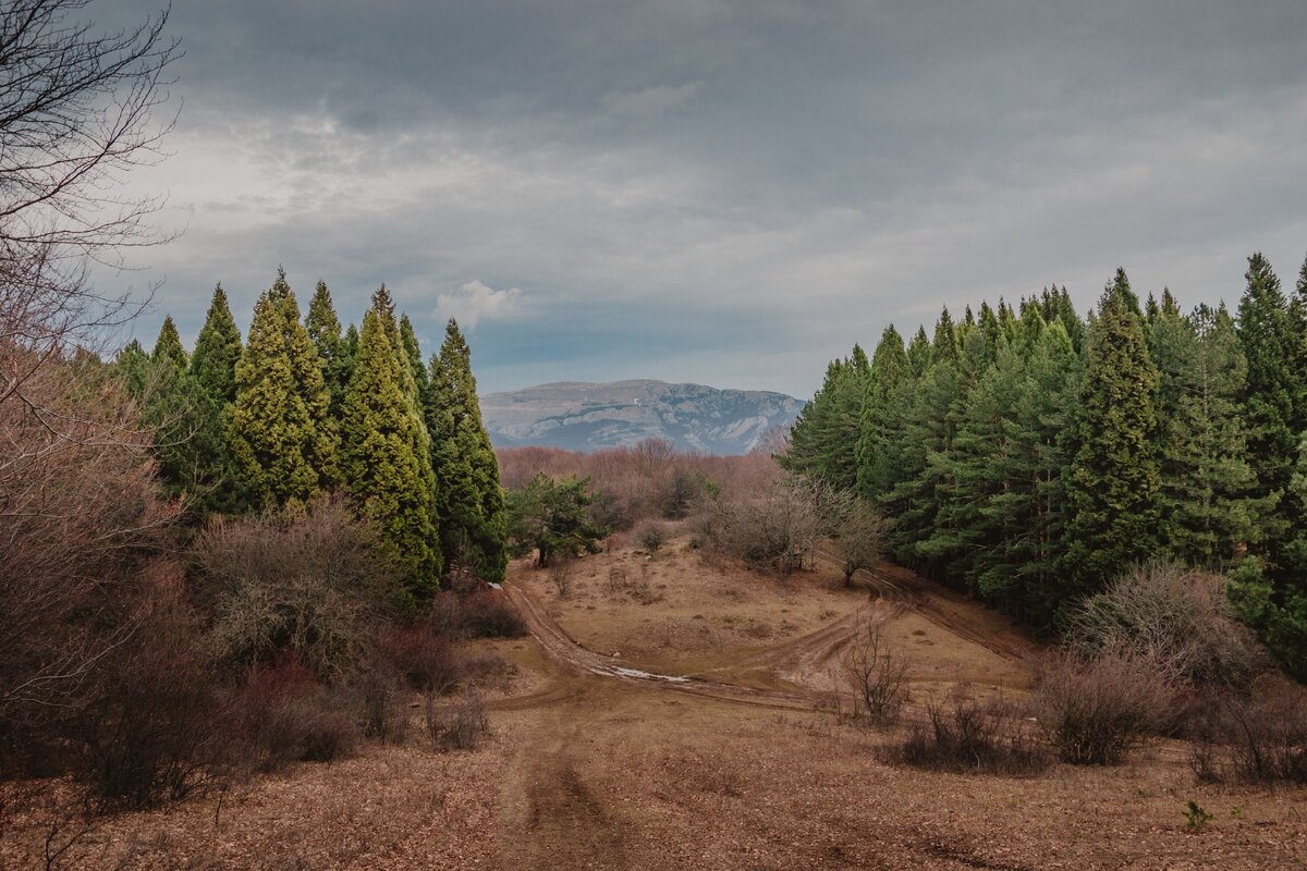 Две рощи секвой на фоне Демерджи
