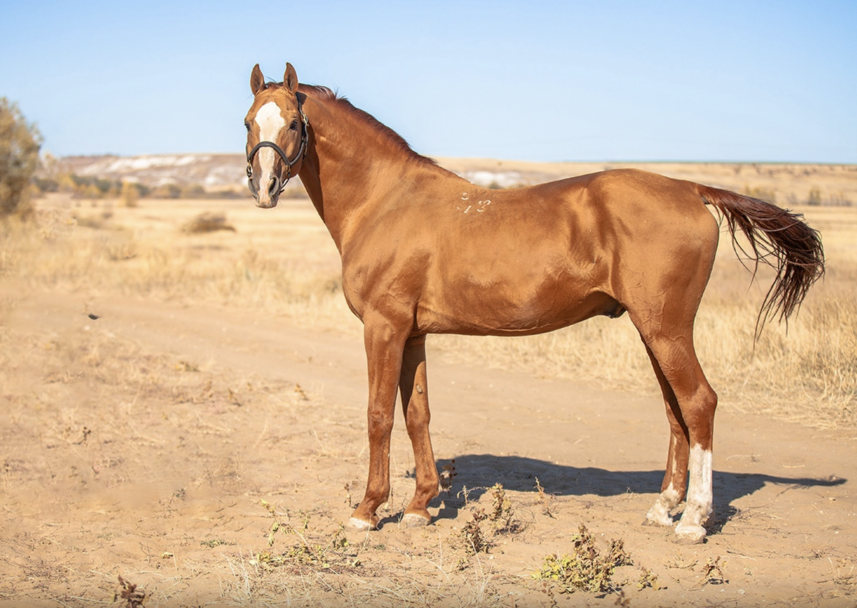 фото портала прокони