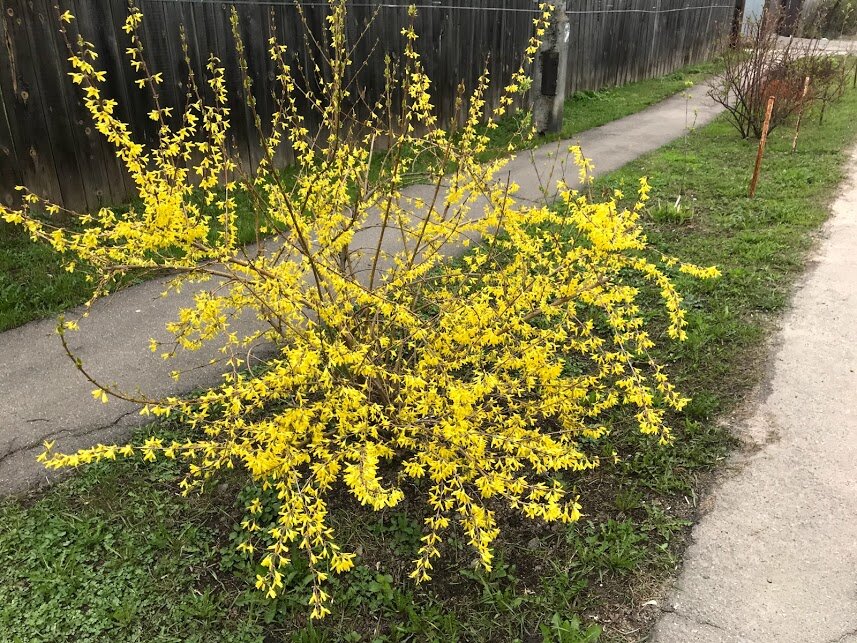 форзиция линвуд голд. форзиция изгородь. керри японская махровая. райское дерево растение куст. желтый кустарник форзиция.