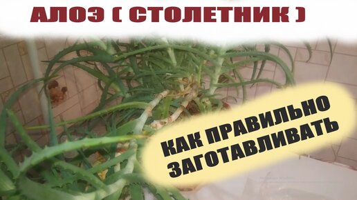 Какие удобрения подходят для алоэ