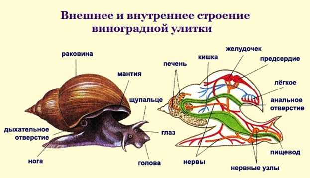 Фото: Животный мир. Givotniymir.ru