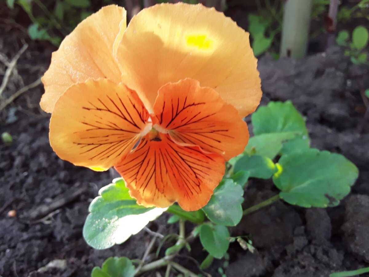 Повторятся ли расцветки в последующих поколениях - снова непонятно