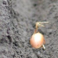 Обычно решая, когда можно садить лук весной, мало кто задумывается, что для выращивания севка эти сроки на совсем пригодны. Причина тому — плохое хранение посадочного материала. Куда более лучшие результаты показывает осенняя посадка, ведь севок не нужно хранить зимой. К тому же, такая посадка позволяет получать более ранние урожаи — уже в июле можно будет собирать спелый лук.