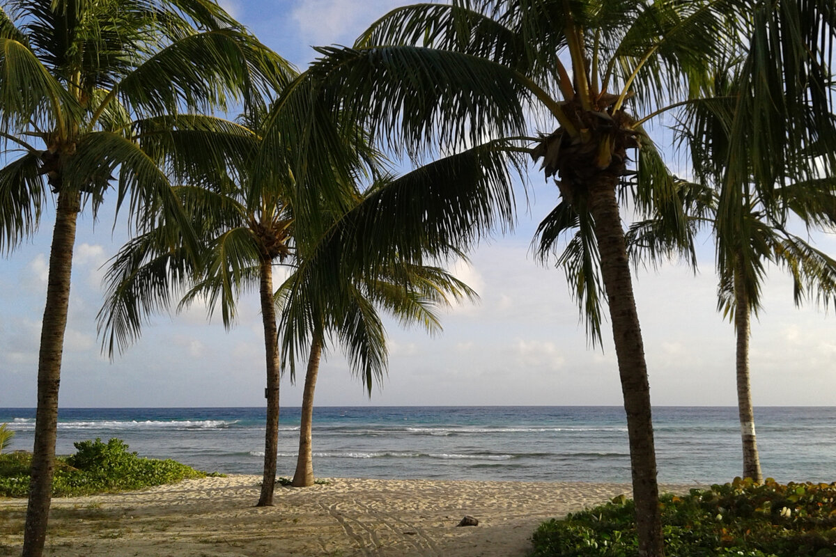  Пальмы, море