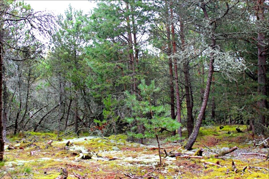Лес "Бабы Яги" на Куршской косе. Высота Меллера.