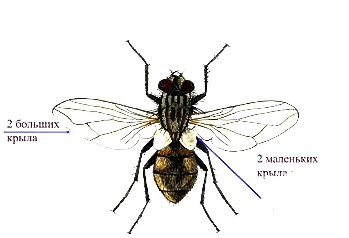 Муха. Ноги мухи. Строение мухи. Муха строение тела. Сколько едят мухи