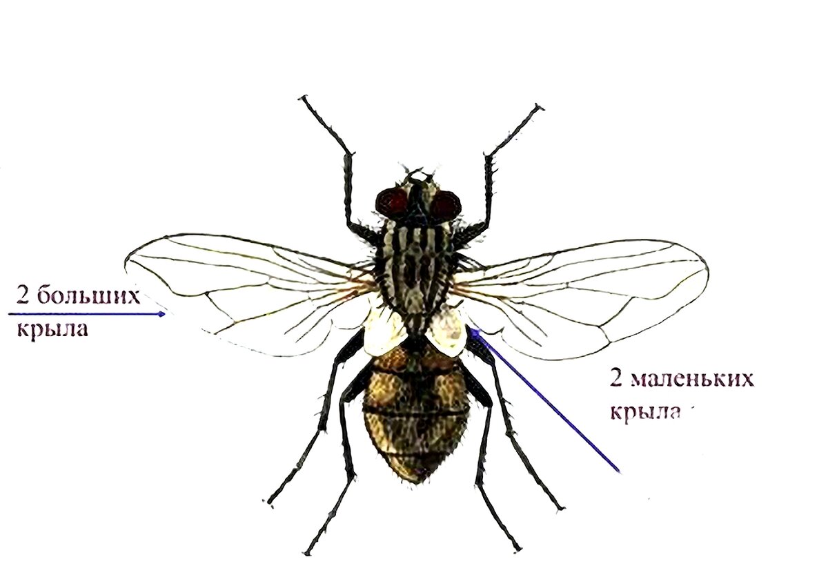 Крылья мухи схема. Муха. Ноги мухи. Строение мухи. Муха строение тела.