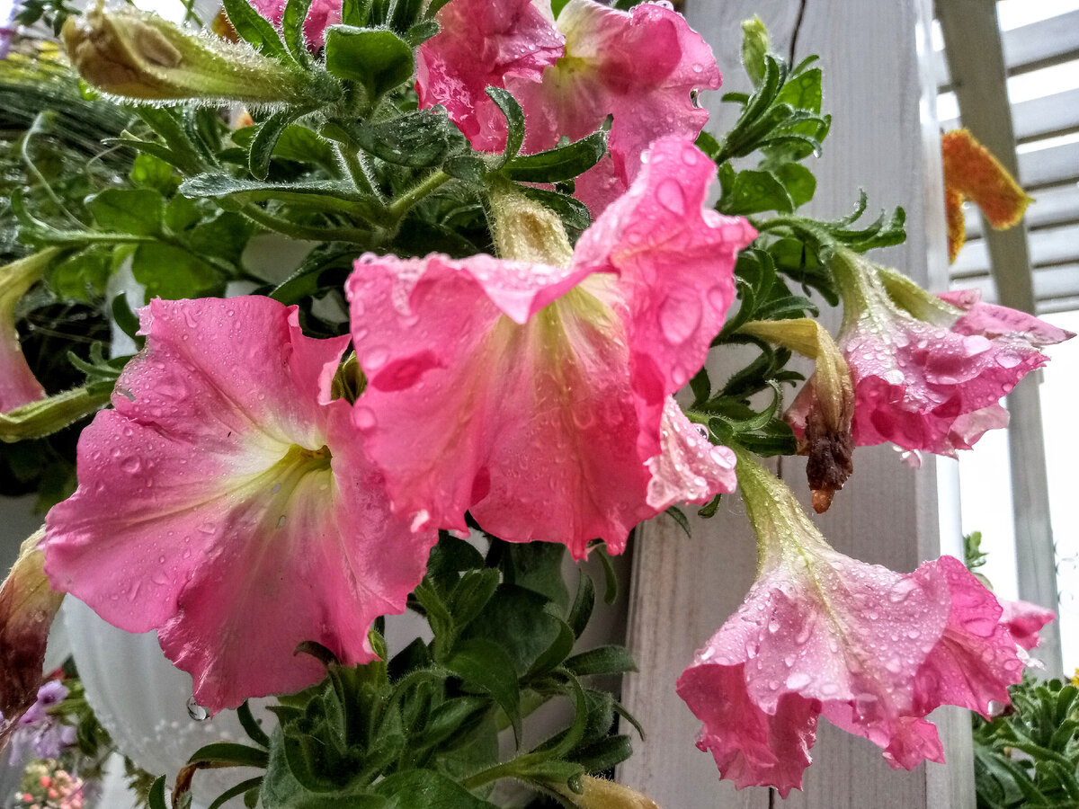 Красавица петуния раскисла под дождем, 7 августа 2021