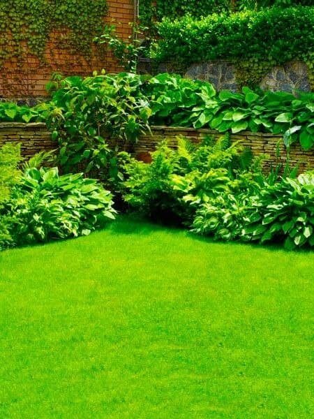 Мой газон перед домом