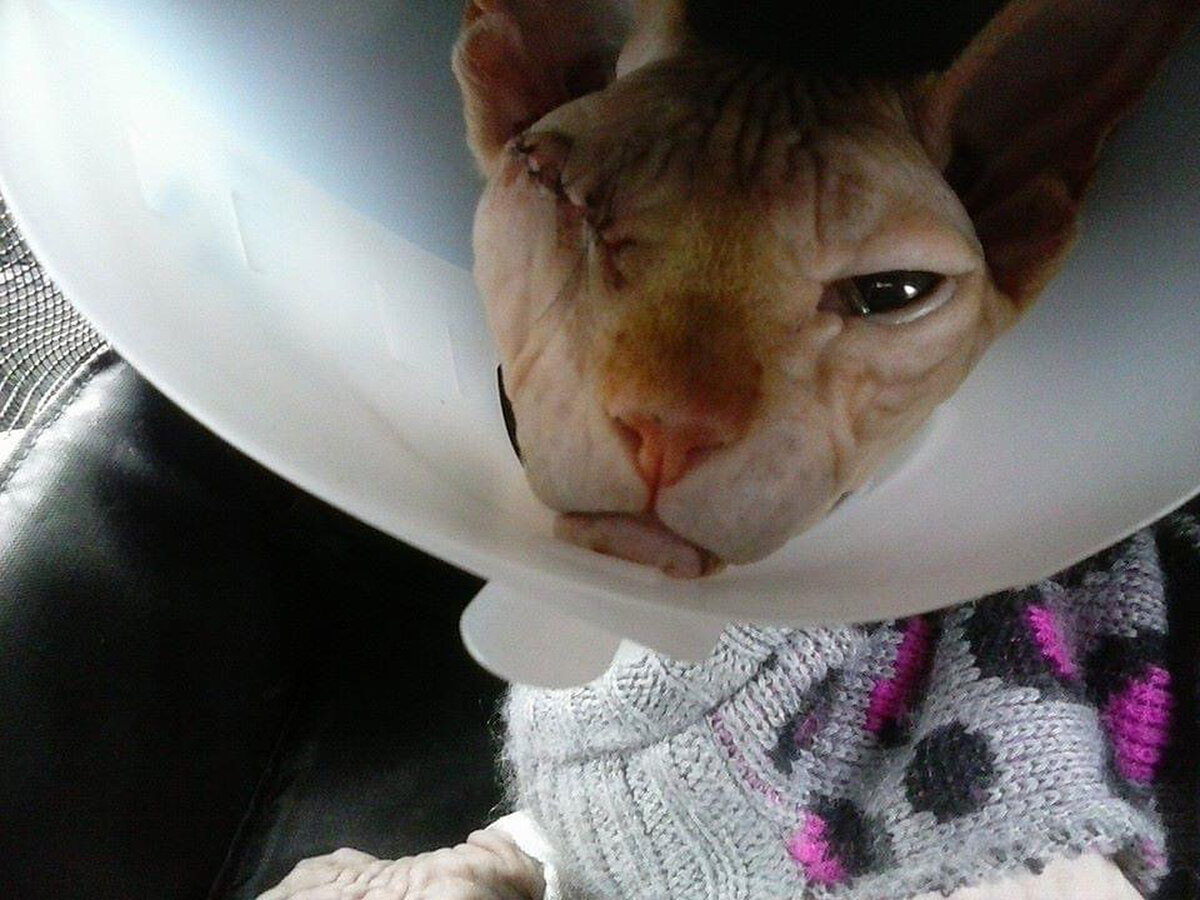 Источник: @jazzy.purrs