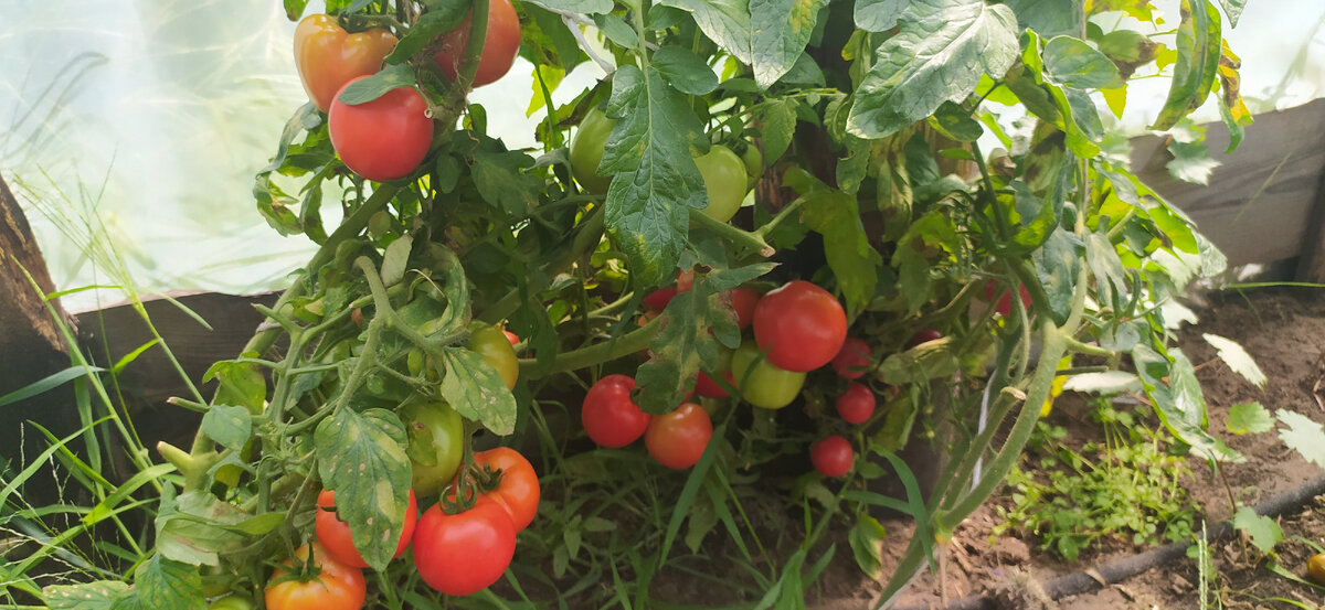 Томат Верочка.