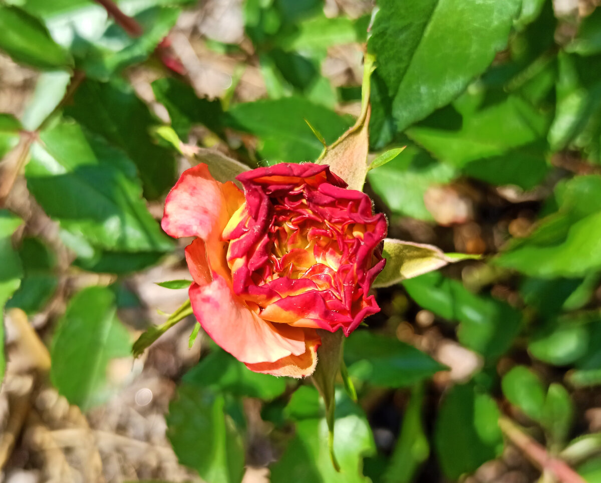  На первый взгляд кажется, что бутон спекся на солнце, но здесь также работа вредителей - трипсов. Фото автора.