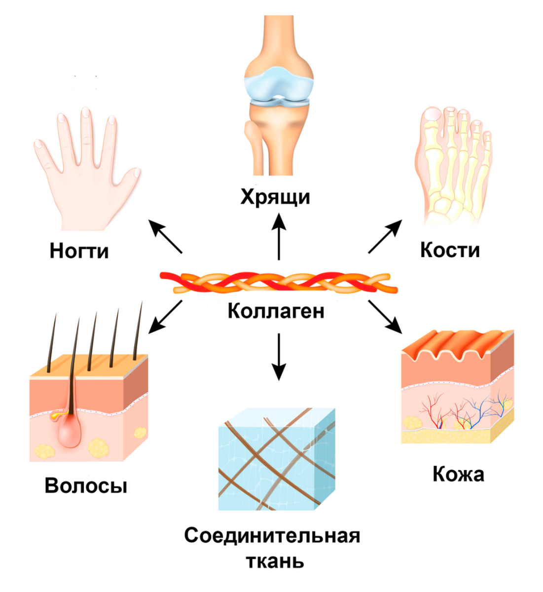 Кому нужен коллаген. Коллаген где содержится в организме человека. Коллаген в организме. Коллаген для организма. Выработка коллагена.