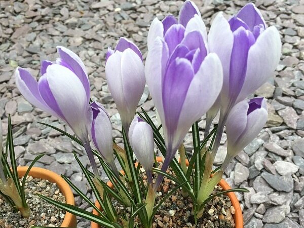 10 сортов крокусов, которые первыми принесут весну в ваш сад