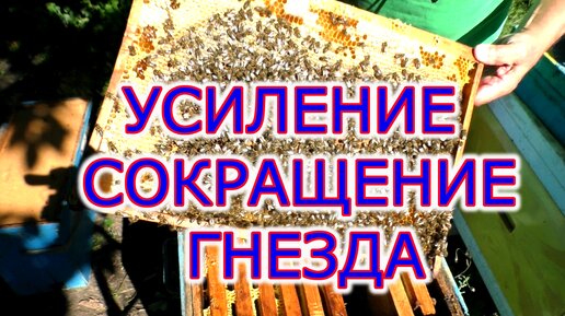 СОКРАЩЕНИЕ гнезда и УСИЛЕНИЕ отводков осенью на пасеке