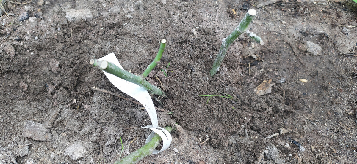 Прививка розы при посадке заглублена на пять сантиметров.