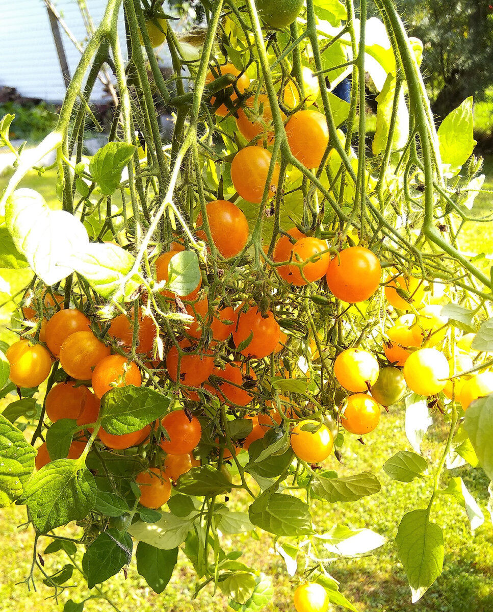 Это  только часть веточки томата Ожерелье желтое