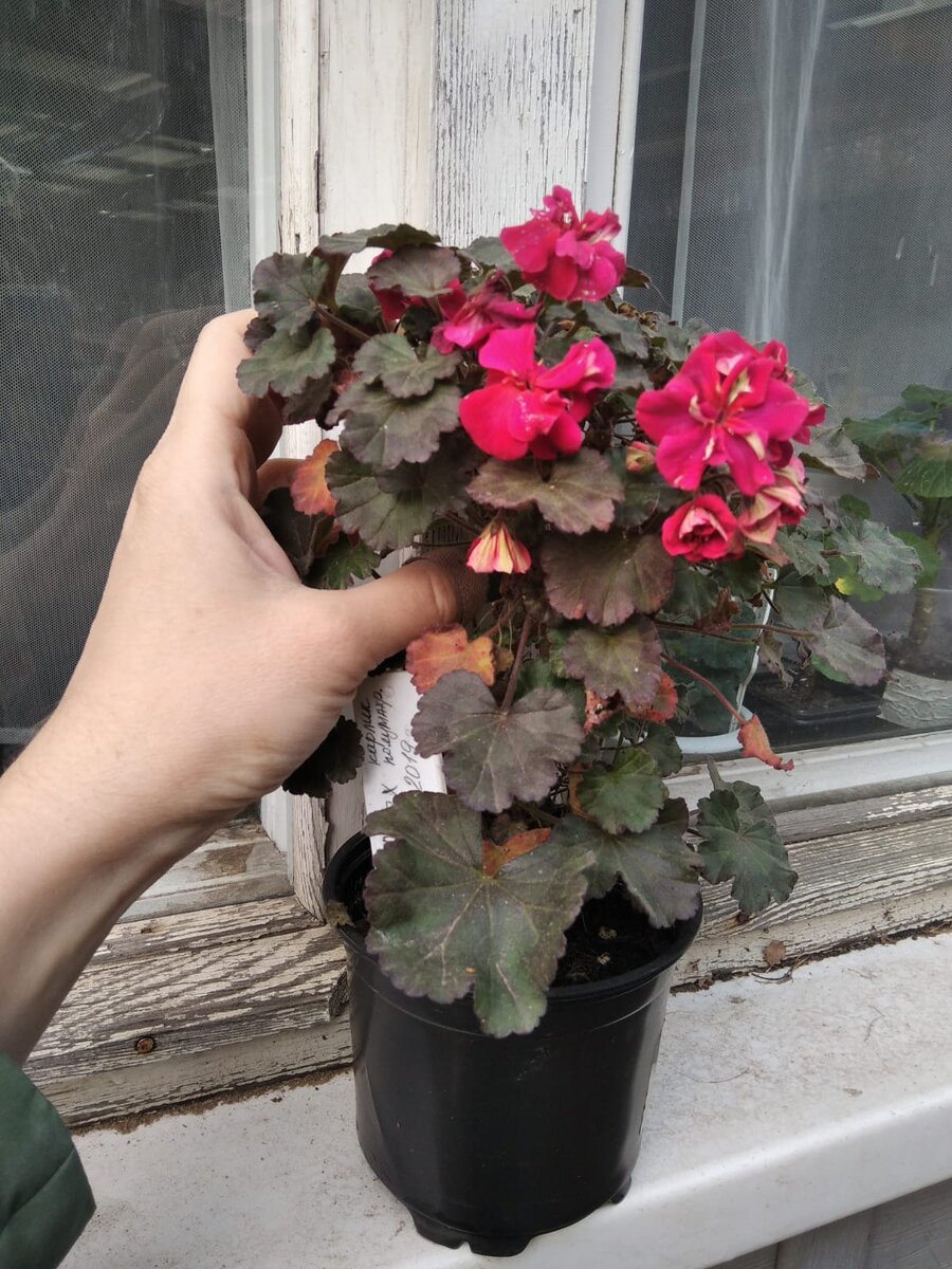 Пеларгония "Minx" 28 октября 2021 года. Максимальная высота взрослого куста. Кустится сам - очень-очень густо, вообще не надо обрезать. 