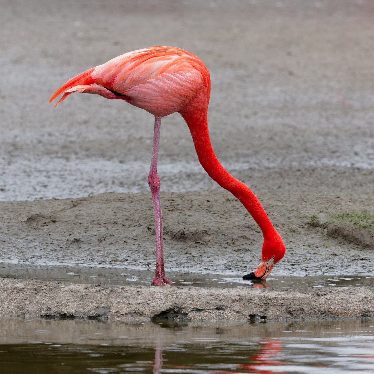 Ноги Фламинго