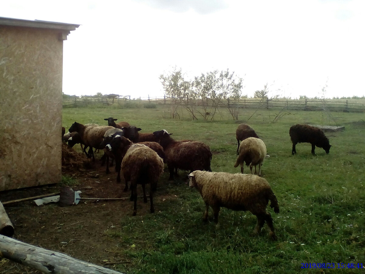 Поголовье овец, которое за пять лет мы развели (на фото малая часть стада)