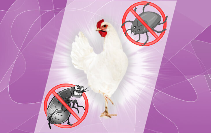 Креолин для кур. Спасаем от паразитов