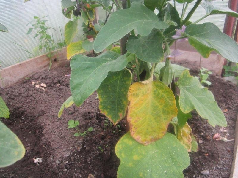 Пожелтение листьев у баклажанов