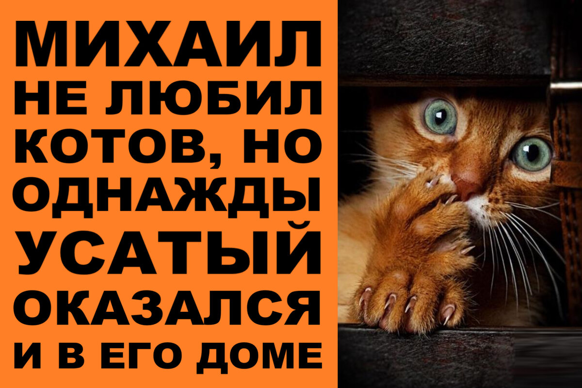 Михаил не любил котов, но однажды усатый полосатый оказался и в его доме |  Мастерская Александра Молчанова | Дзен