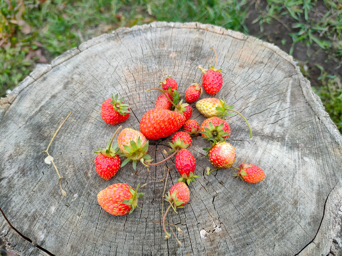 Осенний урожай ягод