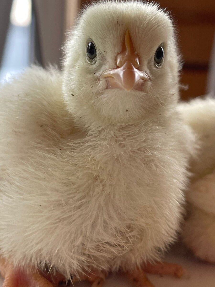 Кооп-500 чешский. У нас в поселке продавали, я не успела купить(