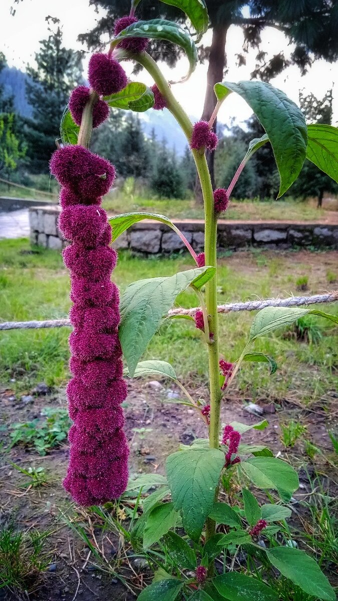                                       «Амарант хвостатый » (Love-Lies-Bleeding)
                  