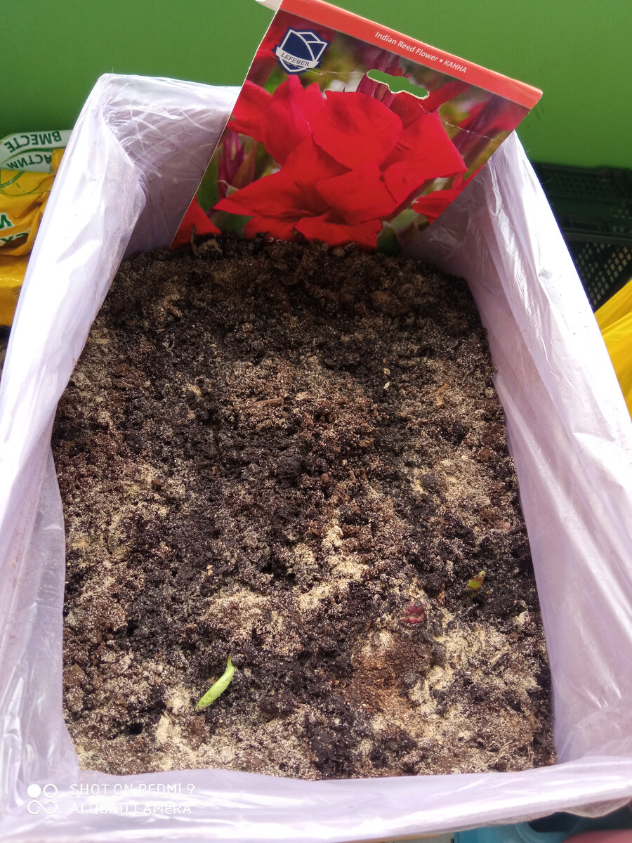 проращивание корневищ канн в коробке 14 апреля