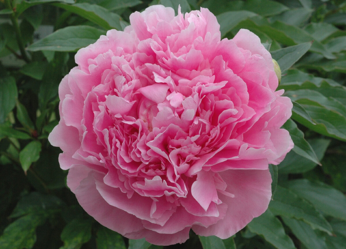 Triomphe de L’Exposition de Lille ( Calot , 1865 год ) , фото с сайта Riviere