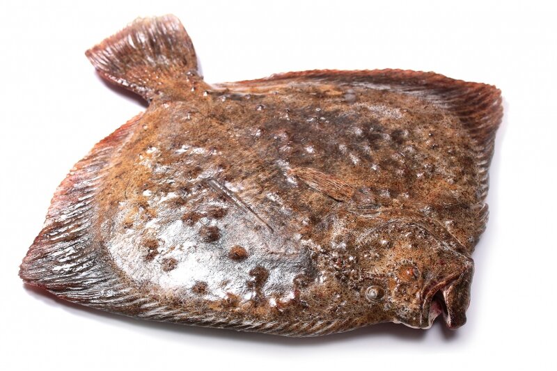 Камбала калкан черноморский