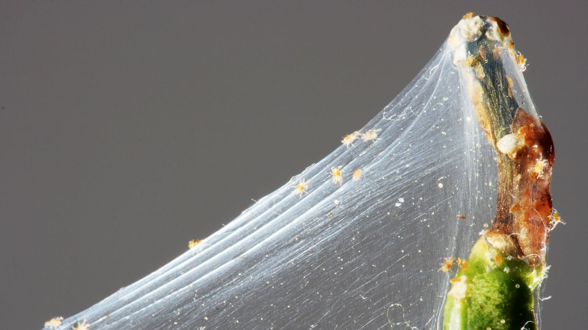 Паутинный клещ в теплице. Как с ним бороться