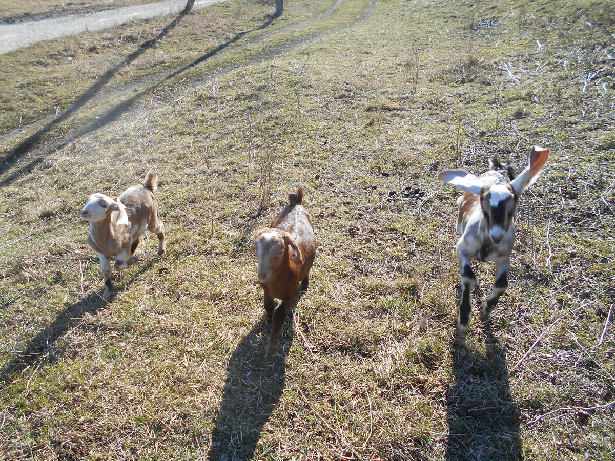 Рафаэль, Хазар и Дакар.