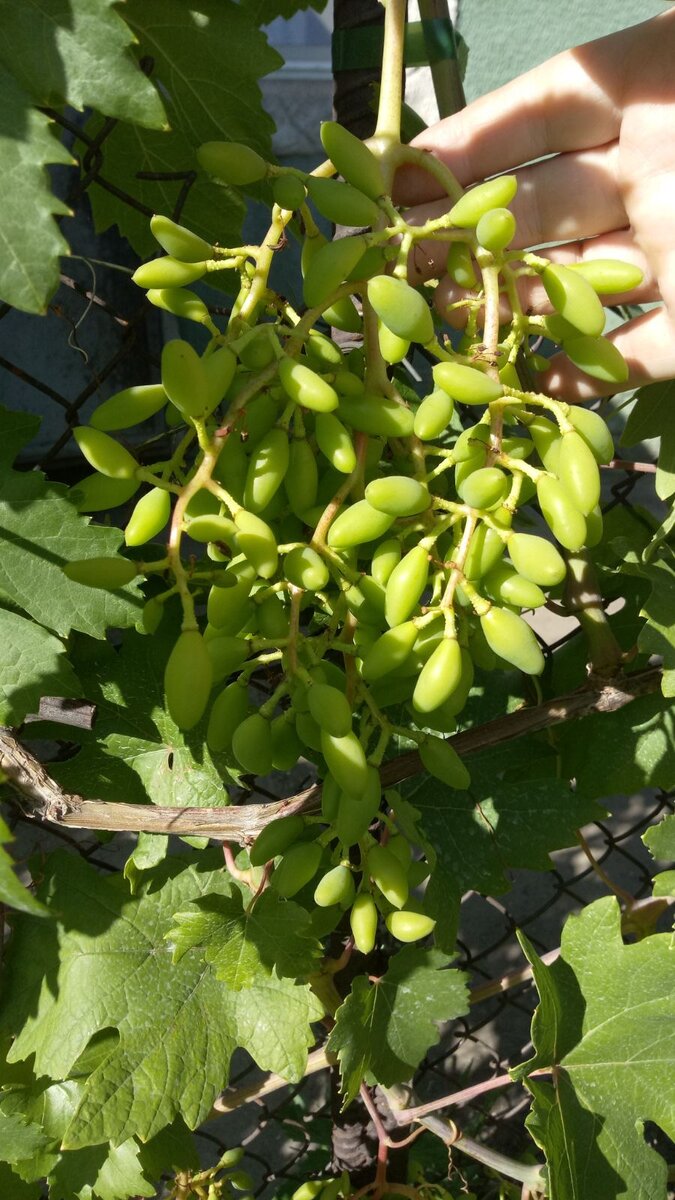 Ксения (Анжелика) в этом году на редкость красавица. Кстати, все фото кроме первого и последнего датируются 3 июля 2022. Открытый грунт.