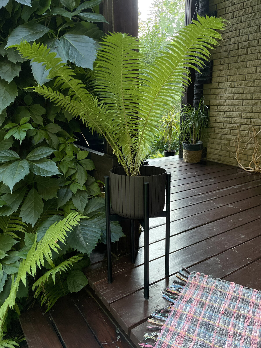 Подставка для растений, как элемент зеленого дизайна - идеальный выбор. Папоротник отлично сочетается с ее формой и монохромным кашпо.