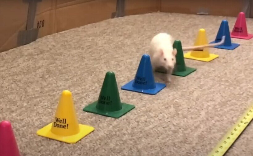   Умеет читать и считать: насколько умна домашняя крыса, которую дрессировали как собаку