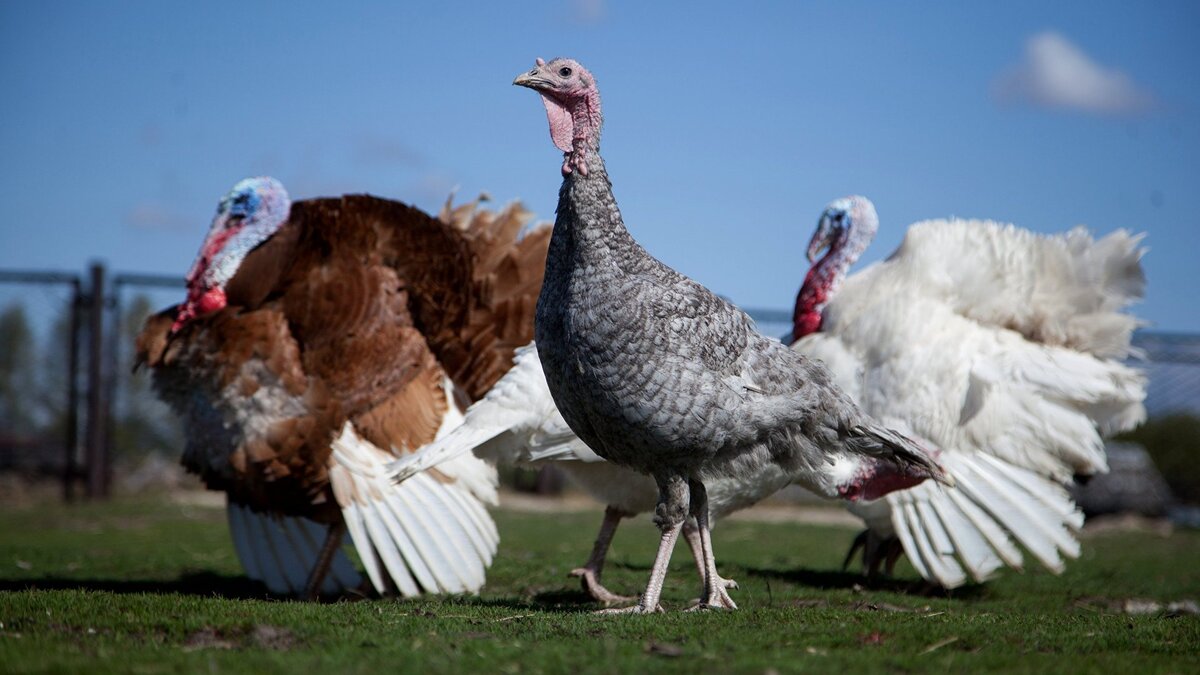    Работа фермы "Тюменский страус" в период пандемии коронавируса© РИА Новости . Наталья Горшкова