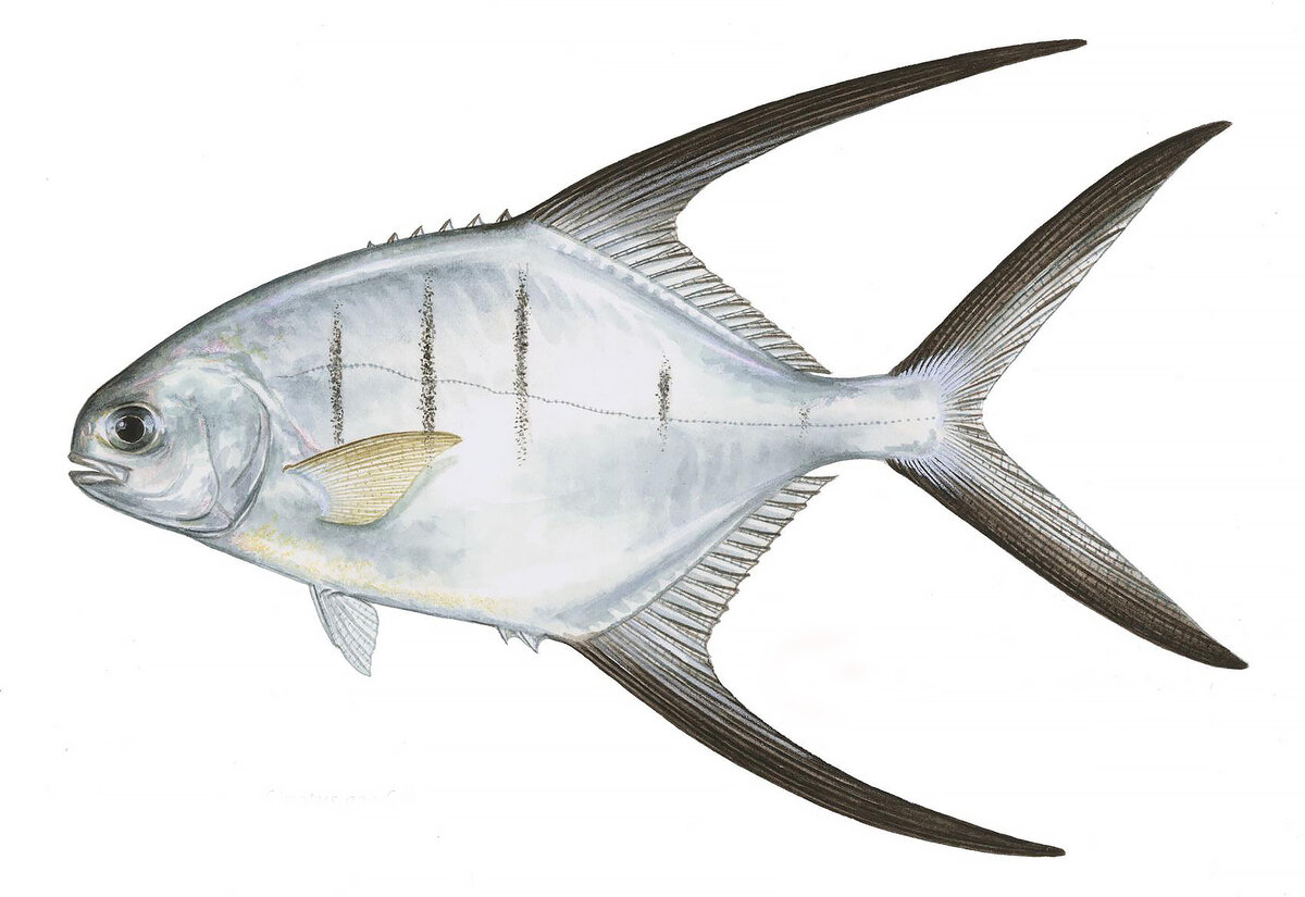 Trachinotus goodei
