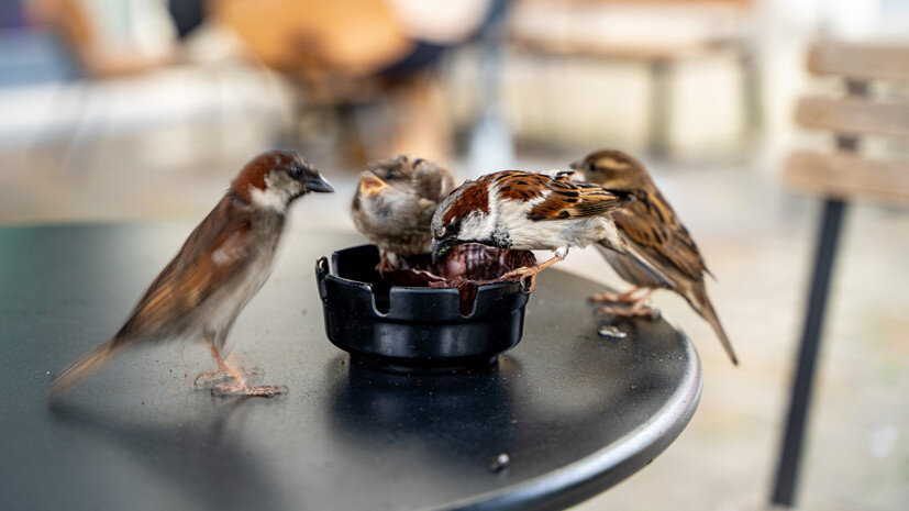   Gettyimages.ru Paul Edwards / EyeEm
