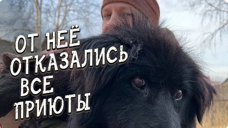 Video herunterladen: Спасение животных / Старая огромная собака / Как её могли потерять /Отказались все приюты