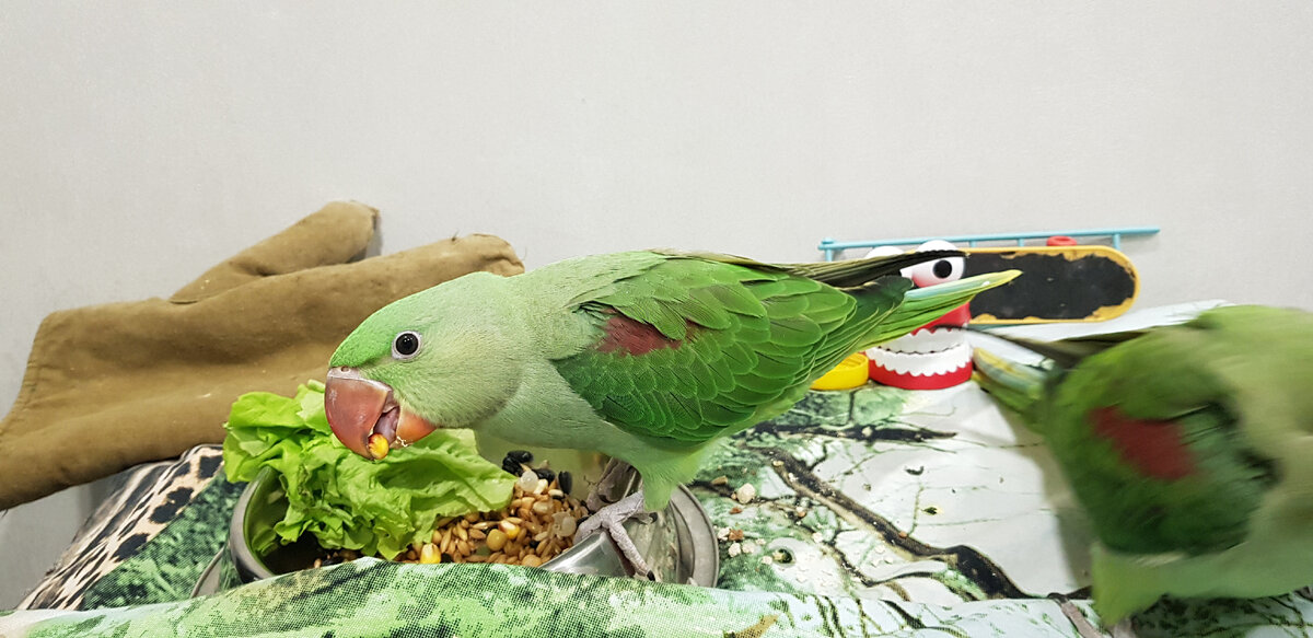 Теперь едят. Здесь ему два месяца. Никаких каш и уговоров.