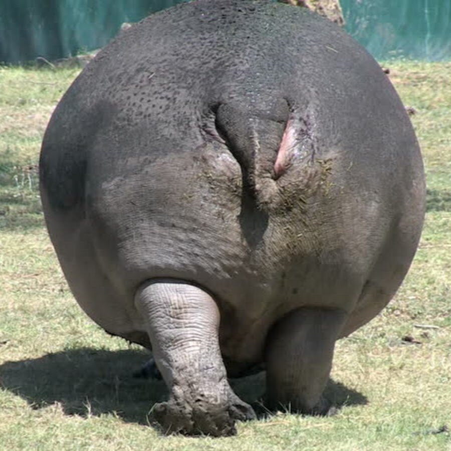 Прокусить такую бочку вряд ли кто сможет. У бегемотов самая толстая кожа - почти два с половиной сантиметра (у носорогов два сантиметра, а у слонов ещё меньше). Маленьким тридцатисантиметровым хвостиком он крутят направо и налево, разбрасывая свои фекалии и тем самым помечая территорию стада. Точно также, хотя и другими способами, делают это и другие животные. Такие вот собственники!