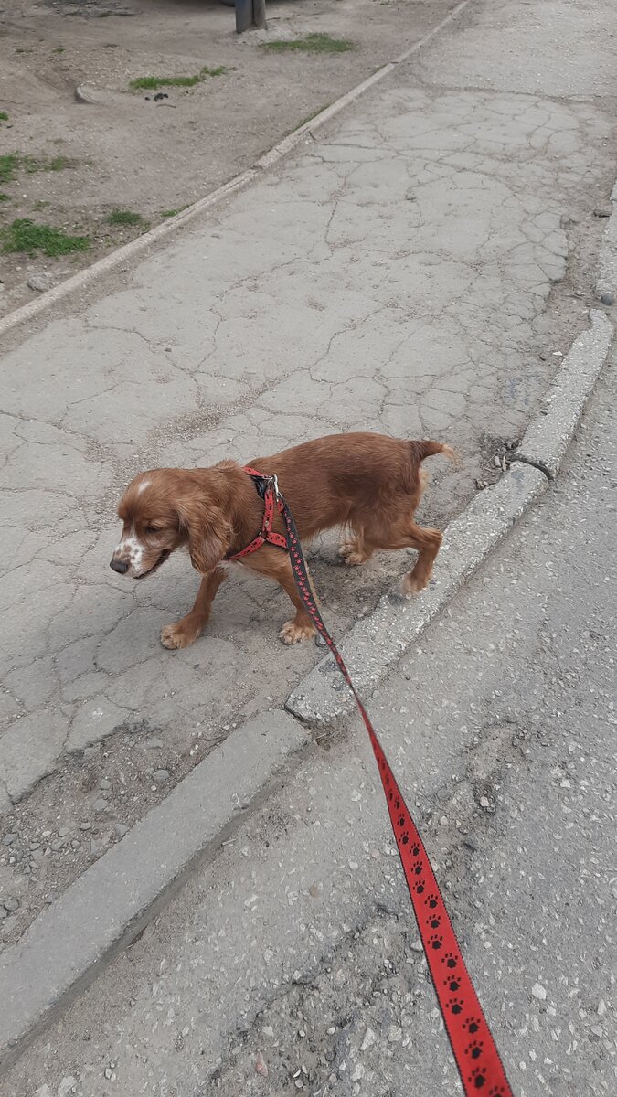 Рыжулька на прогулке