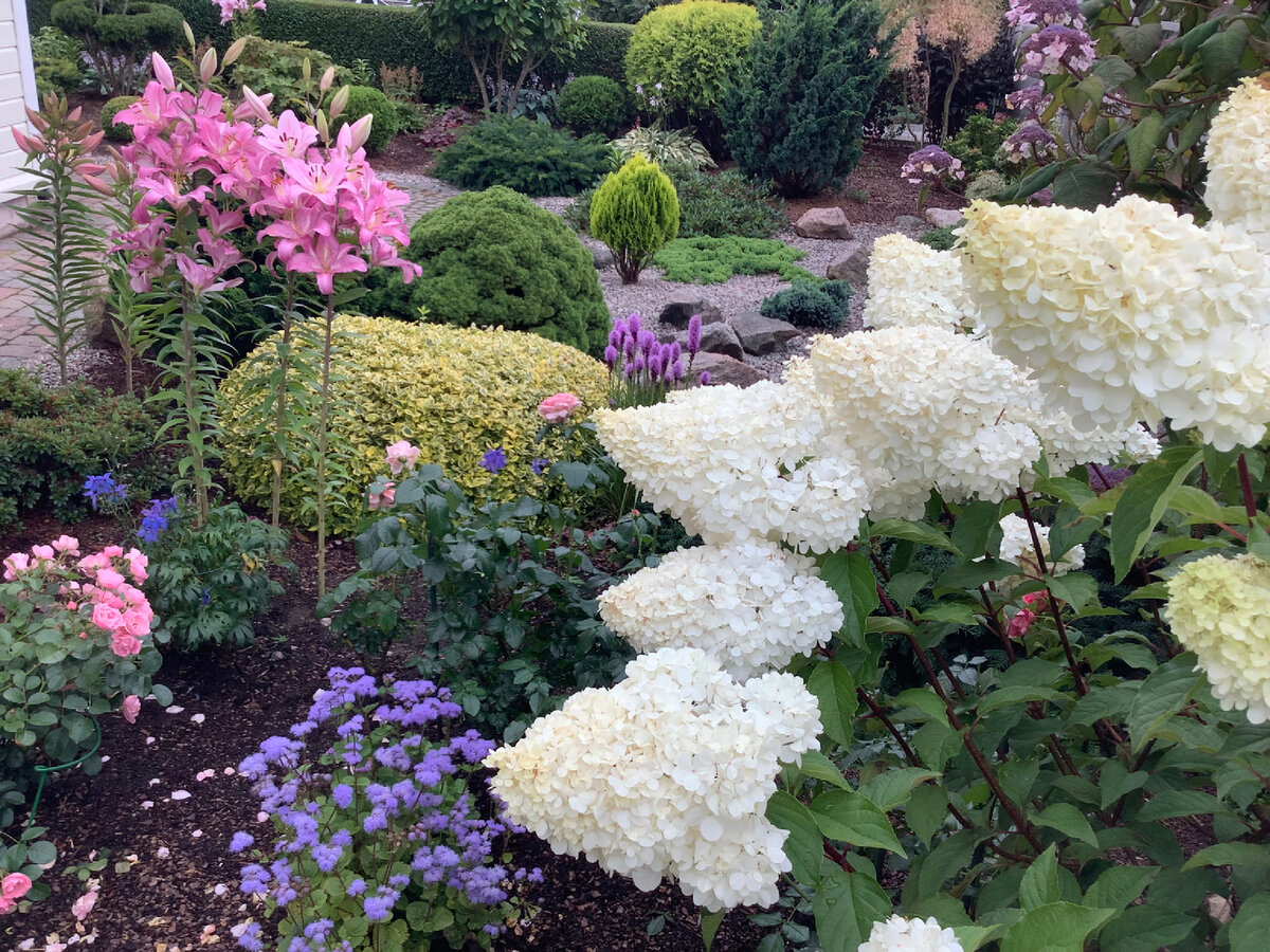 сад гортензий и роз. цветник с гортензией метельчатой. компаньоны для крупнолистной гортензии. сад гортензий и роз. миксбордер с гортензией метельчатой.