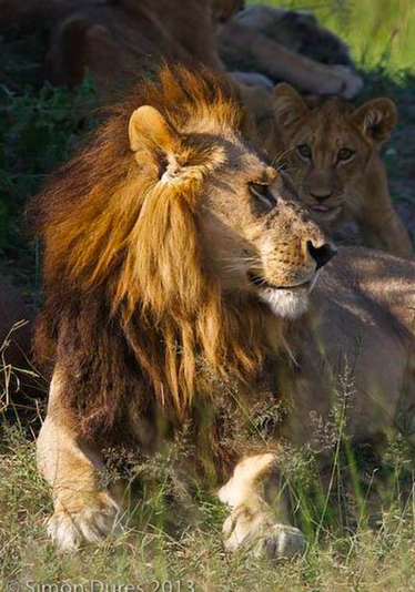 Национальный парк Мореми, Ботсвана. Фото: Simon Dures/Lion Conservation Genetics Research
