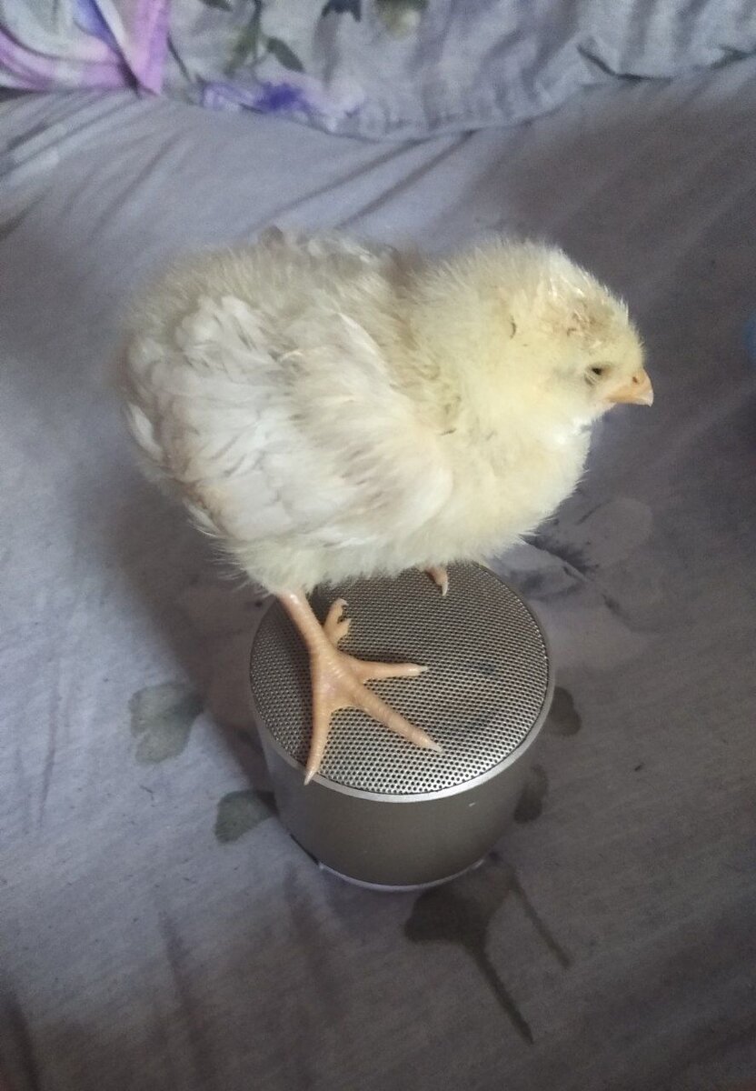 Цыплёнок жора